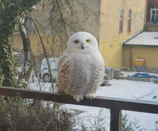 Белая сова в Щецине