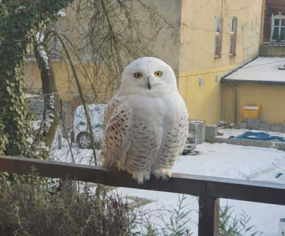 Белая сова в Щецине